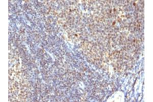 Formalin-fixed, paraffin-embedded human Tonsil stained with IPO38 Monoclonal Antibody (SPM260). (Nuclear Antigen antibody)