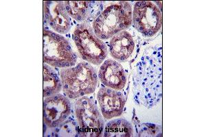 ENOA Antibody (C-term) (ABIN1882077 and ABIN2839495) immunohistochemistry analysis in formalin fixed and paraffin embedded human kidney tissue followed by peroxidase conjugation of the secondary antibody and DAB staining. (ENO1 antibody  (C-Term))