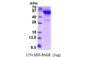 SDS-PAGE (SDS) image for Keratin 8 (KRT8) (AA 1-483) protein (His tag) (ABIN5852952)