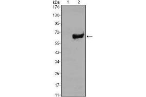 Western blot analysis using SOX2 mAb against HEK293 (1) and SOX2(AA: 2-317)-hIgGFc transfected HEK293 (2) cell lysate. (SOX2 antibody)