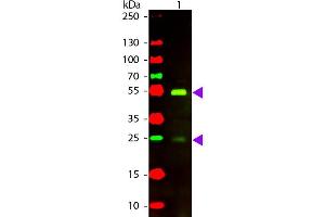 Western Blot of Rabbit anti-Dog IgG Texas Red Conjugated Antibody. (Rabbit anti-Dog IgG (Heavy & Light Chain) Antibody (Texas Red (TR)) - Preadsorbed)