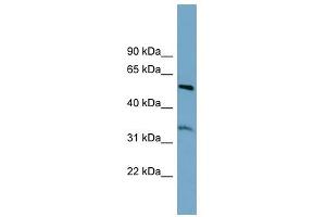 THNSL2 antibody used at 1 ug/ml to detect target protein.