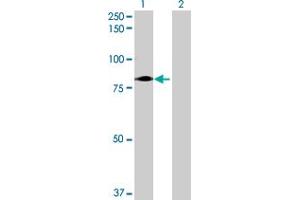 Western Blot analysis of LRRC4C expression in transfected 293T cell line by LRRC4C MaxPab polyclonal antibody. (LRRC4C antibody  (AA 1-640))