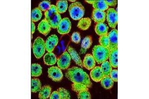 Confocal immunofluorescent analysis of HN1 / ARM2 Antibody (Center) Cat. (HN1 antibody  (Middle Region))