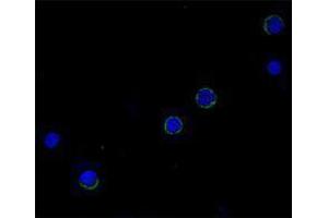 Immunofluorescence (IF) image for anti-Interleukin 6 (IL6) antibody (Biotin) (ABIN2661239) (IL-6 antibody  (Biotin))