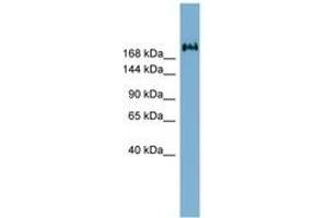 Image no. 1 for anti-Transmembrane Protein 2 (TMEM2) (AA 1187-1236) antibody (ABIN6741962)