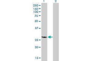 Western Blot analysis of RBCK1 expression in transfected 293T cell line by RBCK1 MaxPab polyclonal antibody.