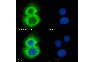 Immunofluorescence (IF) image for anti-Mitogen-Activated Protein Kinase 3 (MAPK3) (N-Term) antibody (ABIN185399)