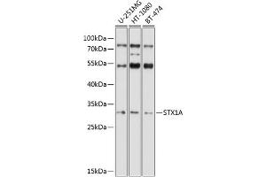 Western blot analysis of extracts of various cell lines, using STX1A antibody (ABIN6132695, ABIN6148659, ABIN6148661 and ABIN6221218) at 1:1000 dilution. (STX1A antibody  (AA 1-288))