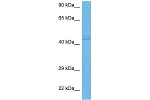 Western Blotting (WB) image for anti-Nuclear Receptor Subfamily 2, Group E, Member 1 (NR2E1) (N-Term) antibody (ABIN2779454)