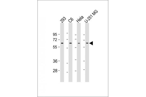YY1 antibody