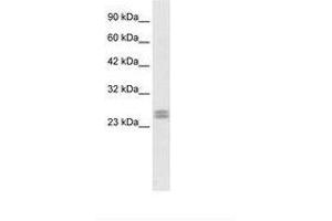 Image no. 1 for anti-Hairy and Enhancer of Split 7 (HES7) (AA 63-112) antibody (ABIN6735843) (HES7 antibody  (AA 63-112))