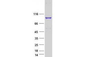 Western Blotting (WB) image for Opioid Growth Factor Receptor (OGFR) protein (Myc-DYKDDDDK Tag) (ABIN2727885)