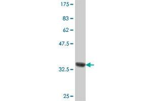 Western Blot detection against Immunogen (37 KDa) . (HGS antibody  (AA 513-612))