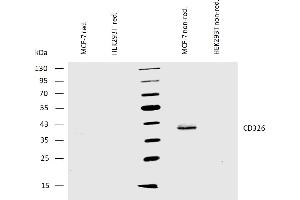 Western blotting analysis of human CD326 using mouse monoclonal antibody VU-1D9 on lysates of MCF-7 cells and HEK293T cells (negative control) under reducing and non-reducing conditions. (EpCAM antibody)