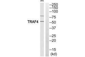Western blot analysis of extracts from 3T3 cells, using TRAF4 antibody. (TRAF4 antibody)