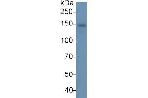 Ceruloplasmin antibody  (AA 789-1065)