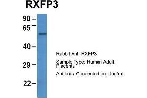 Host: Rabbit  Target Name: RXFP3  Sample Tissue: Human Adult Placenta  Antibody Dilution: 1. (Relaxin 3 Receptor 1 antibody  (N-Term))