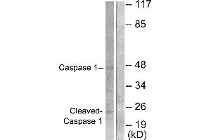 Western blot analysis of extracts from NIH/3T3 cells, treated with PMA (25uM, 60mins), using Caspase 1 (Cleaved-Asp210) antibody. (Caspase 1 antibody  (Cleaved-Asp210))