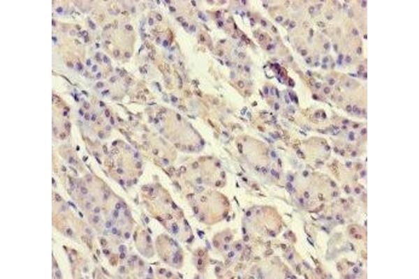 SRP19 antibody  (AA 2-144)