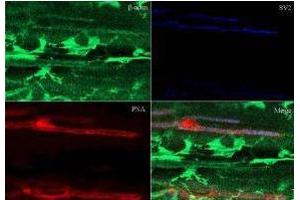 Immunofluorescence (IF) image for anti-Actin, beta (ACTB) (AA 350-375) antibody (ABIN129657)