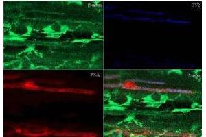 Immunohistochemistry of Rabbit Anti-Beta Actin Antibody. (beta Actin antibody  (AA 359-368))