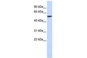 Image no. 1 for anti-Forkhead Box D4 (FOXD4) (AA 61-110) antibody (ABIN6744480) (FOXD4 antibody  (AA 61-110))