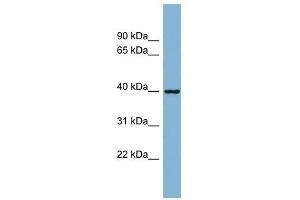 ELMOD2 antibody used at 1 ug/ml to detect target protein. (ELMOD2 antibody  (N-Term))