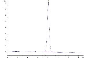 Size-exclusion chromatography-High Pressure Liquid Chromatography (SEC-HPLC) image for TNF Receptor Superfamily, Member 6 (FAS) (AA 22-169) protein (Fc Tag) (ABIN7274590)