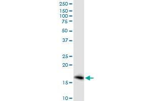 PTGES MaxPab polyclonal antibody. (Prostaglandin E Synthase antibody  (AA 1-152))