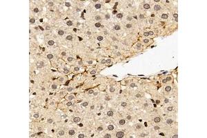 Immunohistochemistry of paraffin embedded rat liver using EP0 (ABIN7073860) at dilution of 1: 900 (400x lens) (EPO antibody)