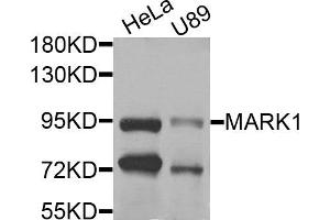 Western blot analysis of extracts of HeLa and U89 cells, using MARK1 antibody. (MARK1 antibody)