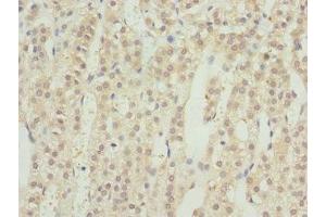 Immunohistochemistry of paraffin-embedded human adrenal gland tissue using ABIN7167209 at dilution of 1:100 (GTR2 antibody  (AA 1-250))