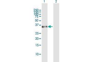Western Blot analysis of RASSF4 expression in transfected 293T cell line by RASSF4 MaxPab polyclonal antibody. (RASSF4 antibody  (AA 1-321))