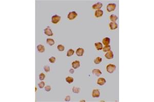 Image no. 2 for anti-Tumor Necrosis Factor Receptor Superfamily, Member 10d, Decoy with Truncated Death Domain (TNFRSF10D) (AA 249-263) antibody (ABIN201906) (DcR2 antibody  (AA 249-263))