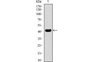 Western blot analysis using KLF1 mAb against human KLF1 recombinant protein.