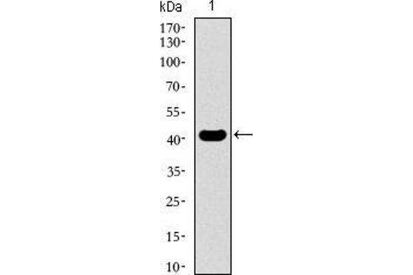 KLF1 抗体  (AA 208-362)