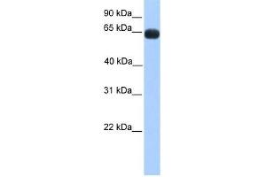 ZNF100 antibody used at 0. (ZNF100 antibody  (N-Term))
