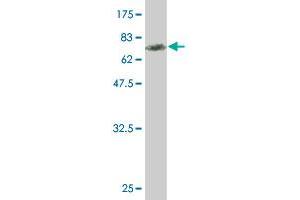 SGK1 antibody  (AA 1-431)