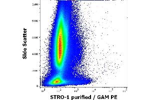 Flow cytometry surface staining pattern of human bone marrow cells stained using anti-human STRO-1 (STRO-1) purified antibody (concentration in sample 4 μg/mL, GAM PE). (STRO-1 antibody)