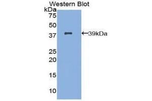 Western Blotting (WB) image for anti-Interferon Regulatory Factor 1 (IRF1) (AA 11-276) antibody (ABIN1859473) (IRF1 antibody  (AA 11-276))