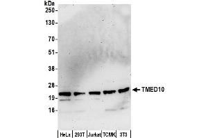 anti-Transmembrane Emp24-Like Trafficking Protein 10 (TMED10) (AA 169-219) antibody