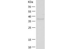 Western Blotting (WB) image for Endophilin-A3 (SH3GL3) (AA 1-347) protein (His tag) (ABIN7122775)