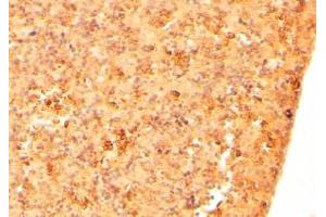 Immunohistochemistry (2μg/ml) staining of paraffin embedded Mouse Embryo Liver. (Cripto-1 antibody  (Internal Region))