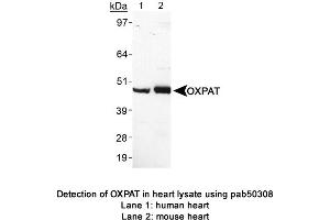 Image no. 1 for anti-Perilipin 5 (PLIN5) (AA 300-400) antibody (ABIN363617) (PLIN5 antibody  (AA 300-400))