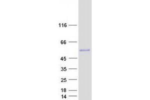 Validation with Western Blot (ESRRG Protein (Transcript Variant 2) (Myc-DYKDDDDK Tag))