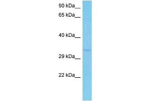 Host:  Mouse  Target Name:  PSMD14  Sample Tissue:  Mouse Brain  Antibody Dilution:  1ug/ml (PSMD14 antibody  (N-Term))