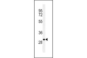 Western blot analysis of C19orf18 Antibody (Center) (ABIN653783 and ABIN2843070) in Ramos cell line lysates (35 μg/lane). (C19orf18 antibody  (AA 140-168))
