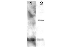 Western blot using  Affinity Purified anti-Alga PCNA antibody shows detection of a predominant band at ~29 kDa corresponding to PCNA (arrowhead lane 2). (PCNA antibody  (AA 55-71))