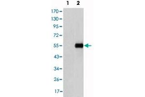 Western blot analysis using ENG monoclonal antibody, clone 3A9  against HEK293 (1) and CD105-hIgGFc transfected HEK293 (2) cell lysate. (Endoglin antibody)